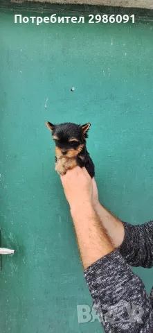 Мини йоркширски териер , снимка 3 - Йоркширски териер - 48327219