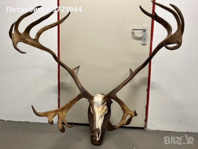 Огромен трофей от карибу - Северен Елен, снимка 3 - Други - 50464327