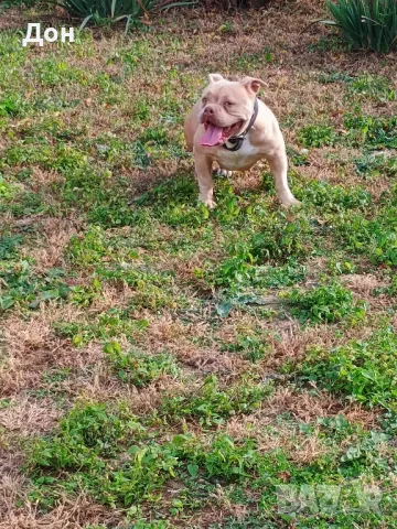 Американско Були покет , снимка 8 - Американски стафордширски териер - 40457899