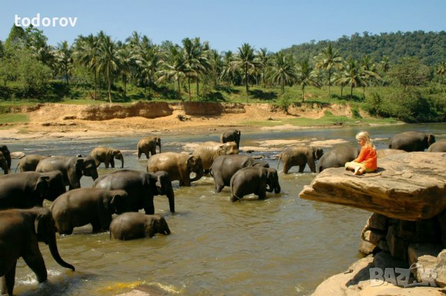 Слоновете и Pooja, снимка 3 - Други - 38726967