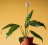 Спатифилум (Spathiphyllum), снимка 1 - Градински цветя и растения - 28616463