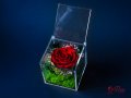 Естествена Вечна Роза в Акрилна Кутия / Уникален Подарък за Рожден Ден / Жива Вечна Роза в Кутия, снимка 3
