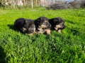 Малки Немски Овчарки, снимка 5