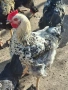 Домашни петли, снимка 12
