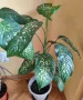 Продавам саксия с декоративно растение Дифенбахия., снимка 3