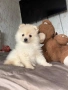 Pomeran, снимка 3