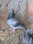 Спортни гълъби , снимка 6