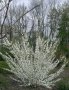 Японска Вишна-(Prunus Alba Plena), снимка 2