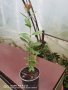 Ягодова Гуава, снимка 1 - Стайни растения - 42967479