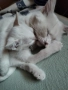 котенца бели,4 мес, снимка 14