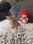 ЕКЗОТИЧНО И РАЗЛИЧНО.АБИСИНСКО КОТЕНЦЕ, снимка 2