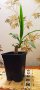 Стайна палма Юка , снимка 1 - Стайни растения - 38879454