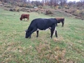 Телета (крави), снимка 12