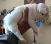 Френски булдог/малки кученца , снимка 5