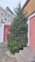 Коледна елха 4.50 метра-подарявам, снимка 2