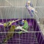 Вълнисти папагалчета, снимка 1 - Папагали - 26788623