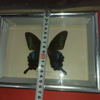 Пеперуда в рамка N3, снимка 6 - Антикварни и старинни предмети - 42977294