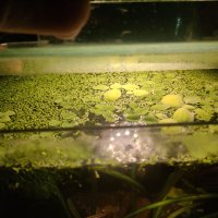 Растения за аквариум и езеро , имам излишни стартирани аквариуми., снимка 11 - Други - 40840532