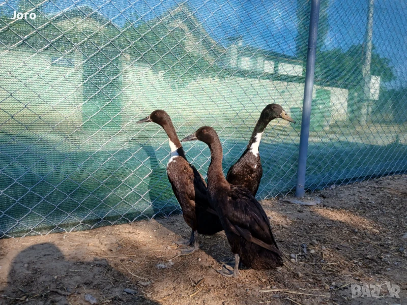 Патици индийски бегач, снимка 1