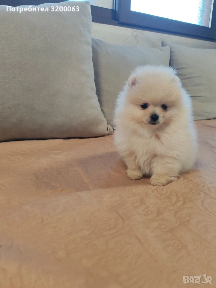 Померан мини мъжко , снимка 1