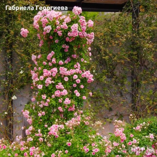 Роза "Лейди Банкс ", снимка 1