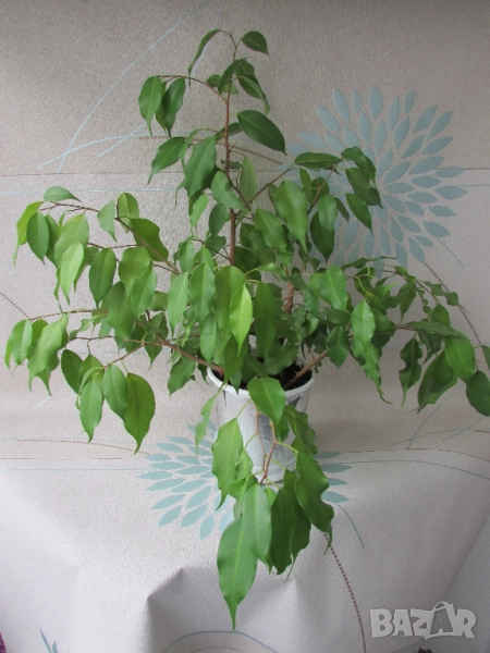 Бенджамин 50/50см в саксия, снимка 1