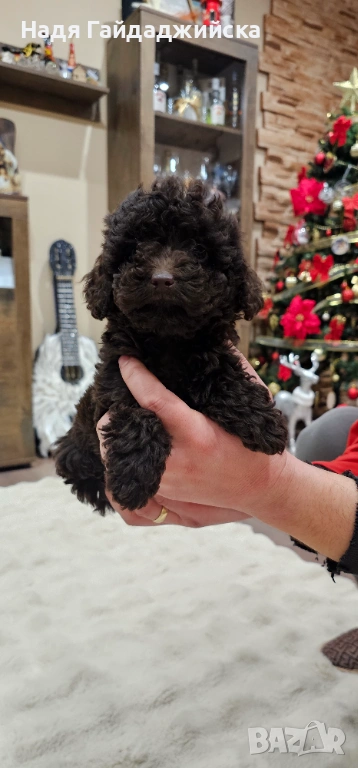 Мини Пудел! , снимка 1