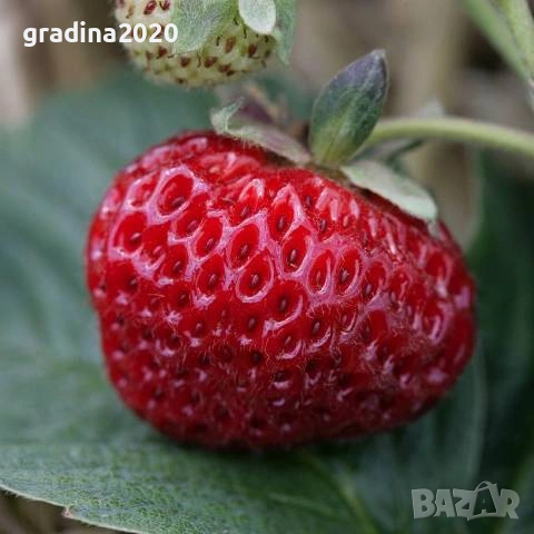 Ягода „Мице Шиндлер“ (Mieze Schindler), снимка 1