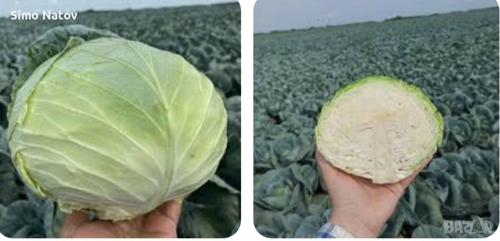 Зеле марлу , снимка 1