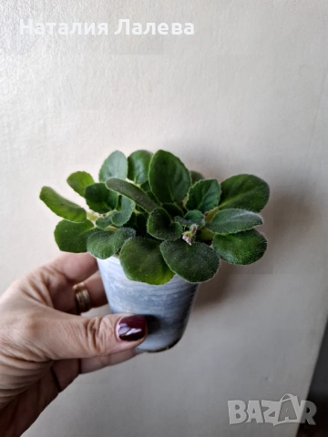 Мини сентполия, Mac's Toreador Trophy, снимка 2 - Стайни растения - 53412091
