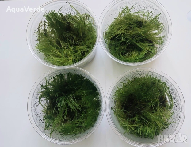 Растения и мъх, снимка 5 - Рибки - 53230995