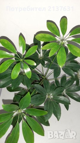 Продавам ШЕФЛЕРА 