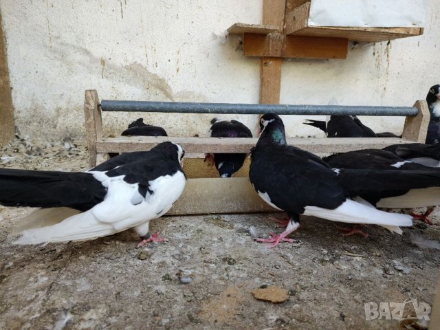 Млади гълъби  на въртене, снимка 7 - Гълъби - 37600893