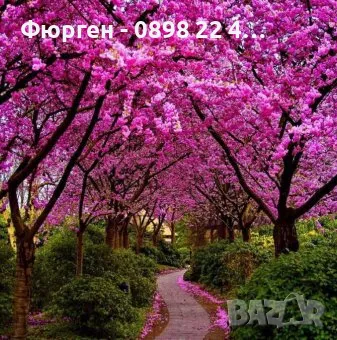 Див рожков (Cercis siliquastrum) Дърво на Юда, снимка 3 - Разсади - 49944879