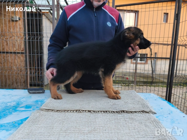 Малки немски овчарки, снимка 3 - Немска овчарка - 51923790