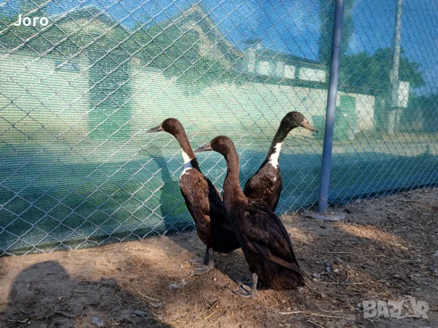 Патици индийски бегач, снимка 1