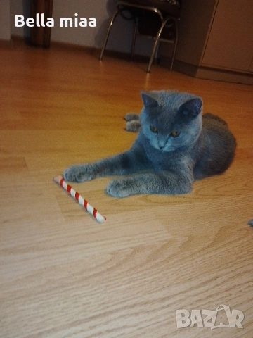 Мъжко Британче , снимка 4 - Британска късокосместа - 53060454