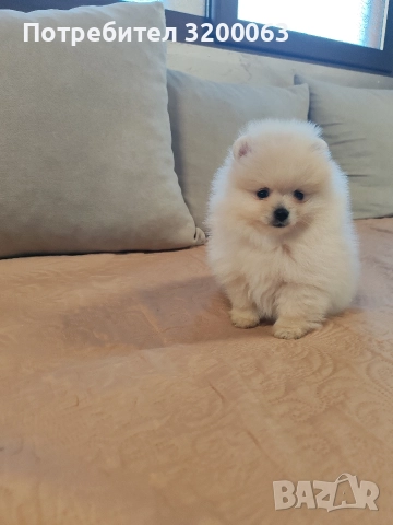 Померан мини мъжко 