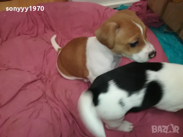 ДЖАК РЪСЕЛ-БЕБЕТА-250ЛВ ЗА ЕДНО 0602251556, снимка 2 - Джак ръсел териер - 48994447
