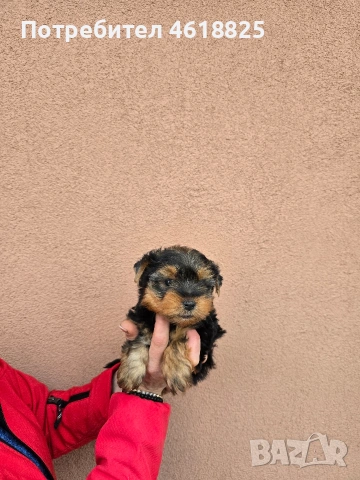 Йоркширски териери , снимка 11 - Йоркширски териер - 53303647