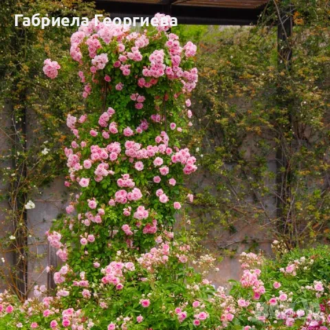 Роза "Лейди Банкс "