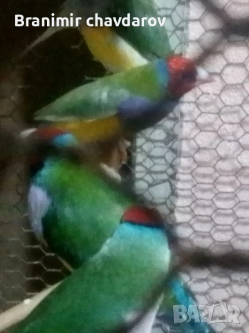 продавам амадини , снимка 8 - Амадини - 51182745