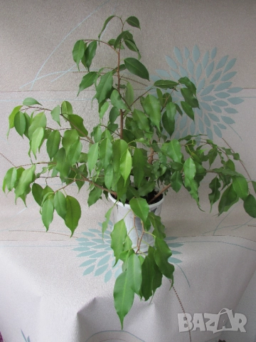 Бенджамин 50/50см в саксия