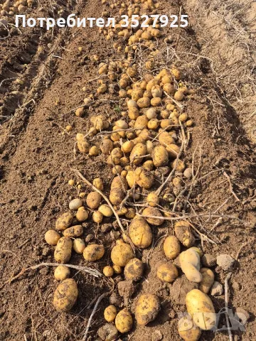Продавам картофи, снимка 5 - Домашни продукти - 47756553