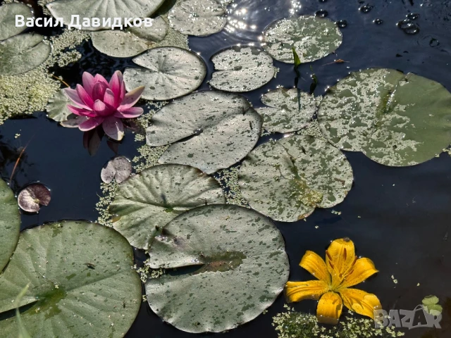 Растения за езеро ,лилии , предлагам и риби езерни , снимка 3 - Други - 50777184