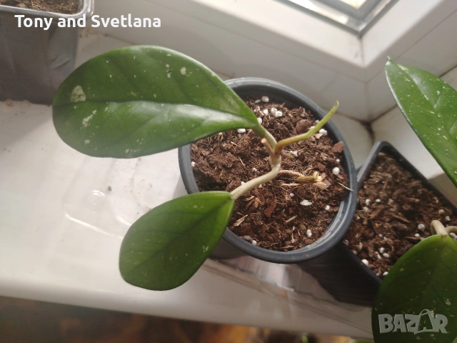 стайни цветя- Хоя (Восъчно цвете), Традесканция Зебрина, Хлорофитум, Алое в комплект , снимка 3 - Стайни растения - 53480374