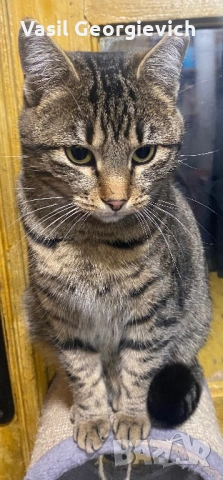 Котка! Уникална сладуранка! Super sweet and adorable cat looking for home!, снимка 2 - Други - 53069252