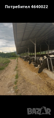 Продава се действаща кравеферма – напълно оборудван и разработен бизнес, снимка 2 - Производствени сгради - 53513854