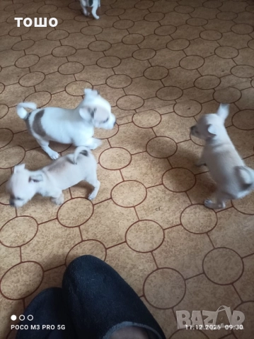 Сладки чихупинчери, снимка 7 - Чихуахуа - 52739986