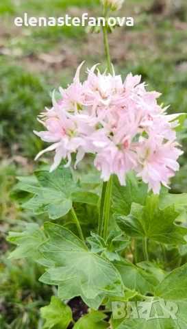 Сортово мушкато - стелар, възрастно, снимка 2 - Стайни растения - 53477674